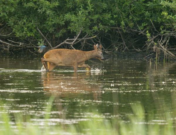 Deer (Capreolus capreolus), young roebuck runs through the shallow water zone of a lake, kingfisher