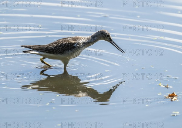 Green thighs (Tringa nebularia) looking for food in the shallow water zone of a body of water,