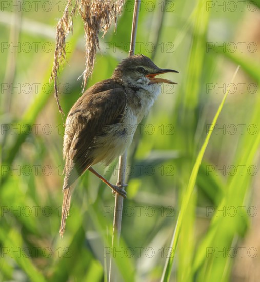 Thrush warbler (Acrocephalus arundinaceus), singing, on a reed, reed (Phragmites australis), Lower