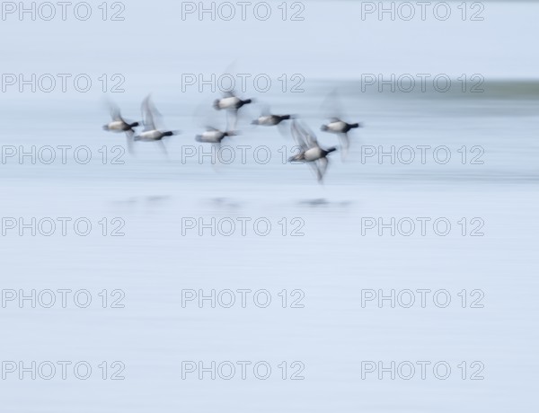Heron duck (Aythya fuligula), heron flying over a lake, motion blur, long exposure, pull, mopping