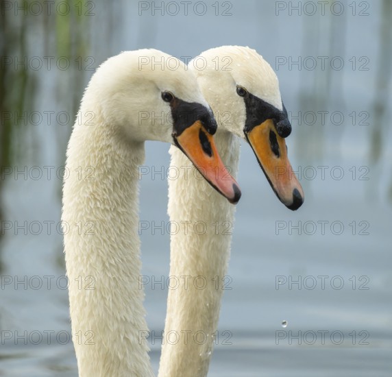 Humped swans (Cygnus olor), couple courting on a lake, Lower Saxony, Germany