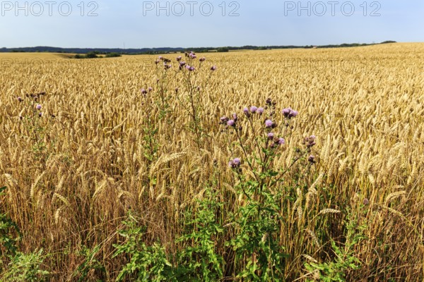 Golden yellow wheat field at harvest time, thistles in summer, detail, Midtjylland, Jutland,