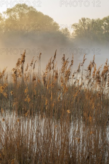 Reed (Phragmites australis), body of water, willows (Salix), forest, wetland with clouds of fog,