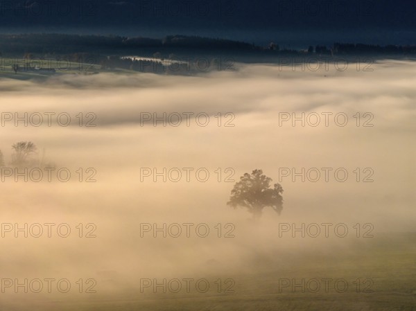 Tree, back light, sunny, morning light, autumn, autumn discoloration, fog, aerial view, Riegsee,