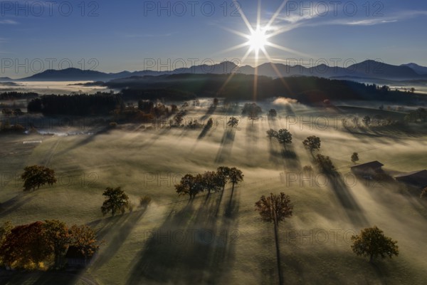 Trees, oaks, sunlight, back light, sunny, morning light, autumn, autumn discoloration, fog, aerial