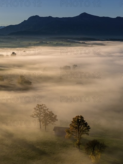 Trees, oaks, hut, sunny, morning light, autumn, autumn color, fog, aerial view, view of