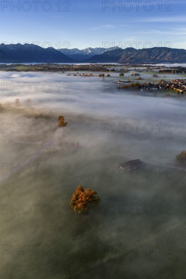 Tree, oak, mountains, sunny, morning light, autumn, autumn discoloration, fog, aerial view, view of