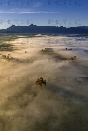 Tree, oak, mountains, sunny, morning light, autumn, autumn discoloration, fog, aerial view, view of