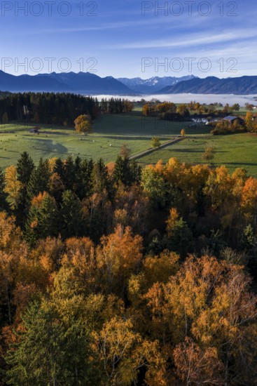 Trees, oaks, beech trees, sunny, morning light, autumn color, fog, aerial view, view of Zugspitze,