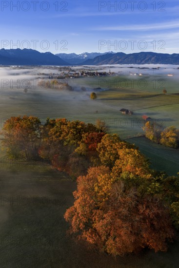 Trees, oaks, beech trees, sunny, morning light, autumn color, fog, aerial view, Riegsee, view of