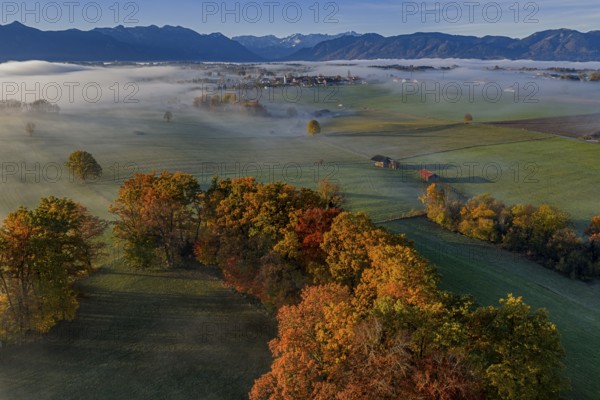 Trees, oaks, beech trees, sunny, morning light, autumn color, fog, aerial view, Riegsee, view of