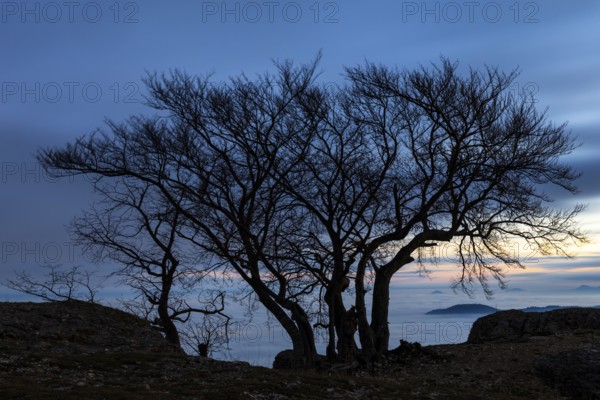 Inversion weather, fog, dawn, autumn, tree on Breitenstein, Ochsenwang, Swabian Jura,