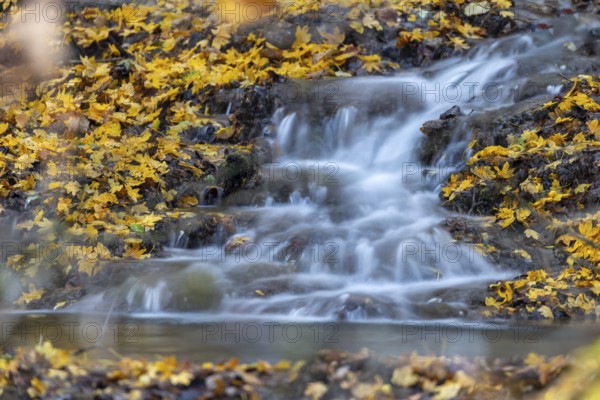 Sinterterrassen der Weißen Lauter, stream, maple leaves, water, autumn, Donntal, Gutenberg, Swabian