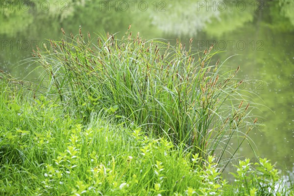 Greater tussock-sedge (Carex paniculata) grass bushes in a forest next to a little lake in spring,