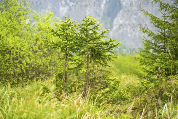 Norway spruce (Picea abies) trees growing in front of the mountains next to Lake Almsee on a rainy