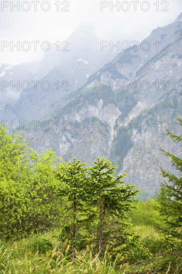 Norway spruce (Picea abies) trees growing in front of the mountains next to Lake Almsee on a rainy
