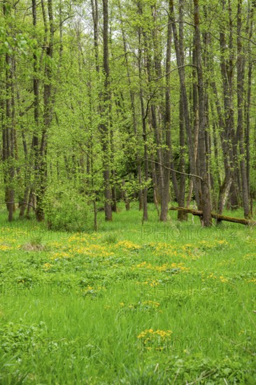 Moorland with blooming Marsh-marigold (Caltha palustris) in a Common alder (Alnus glutinosa) forest