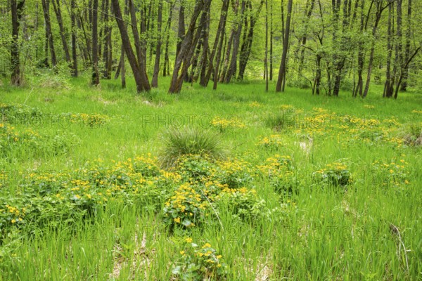 Moorland with blooming Marsh-marigold (Caltha palustris) in a Common alder (Alnus glutinosa) forest