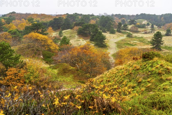 Dune sheep of Ostplate, in the east of the East Frisian island of Spiekeroog, autumn, brown dunes,