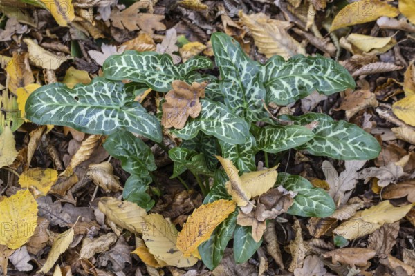 Italian arum stick (Arum italicum Pictum), Emsland, Lower Saxony, Germany