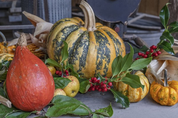 Autumn still life with pumpkins, apples, corn and holly, North Rhine-Westphalia, Germany