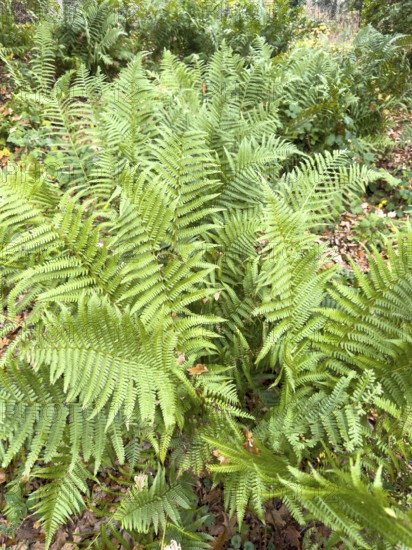 Densely growing fern ferns from a group of vascular spore plants on the roadside in the forest,