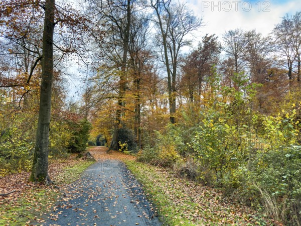Path footpath through sparse forest in palace gardens Park von Haus Wittringen Wittringer Wald