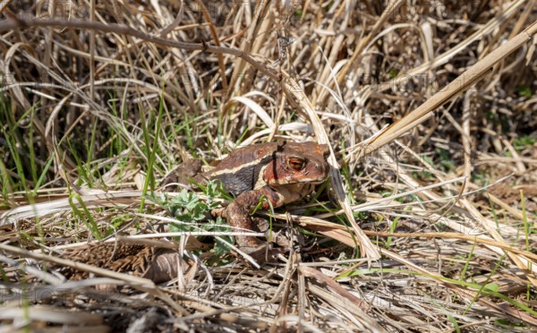 Japanese common toad (Bufo praetextatus or Bufo japonicus), lakeside, Lake Tanuki, Fujinomiya,