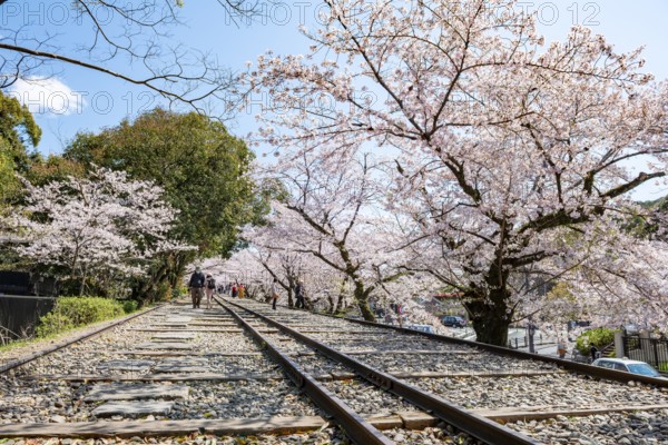 Keage Incline, Old Tracks, Blooming Cherry Trees on Disused Tracks, Hanami, Cherry Blossoms in