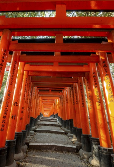 Walk through hundreds of red traditional torii gates, Fushimi Inari Taisha, Shinto Shrine, Fushimi