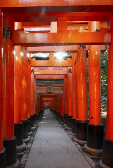 Walk through hundreds of red traditional torii gates, Fushimi Inari Taisha, Shinto Shrine, Sun