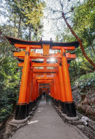 Visitors on a journey through hundreds of red traditional torii gates, Fushimi Inari taisha, Shinto