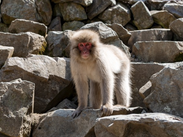 Japanese macaque (Macaca fuscata) standing on a rock, Yamanouchi, Nagano Prefecture, Honshu Island,
