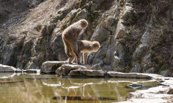 Japanese macaque (Macaca fuscata) mating on rocks near water, Yamanouchi, Nagano Prefecture, Honshu