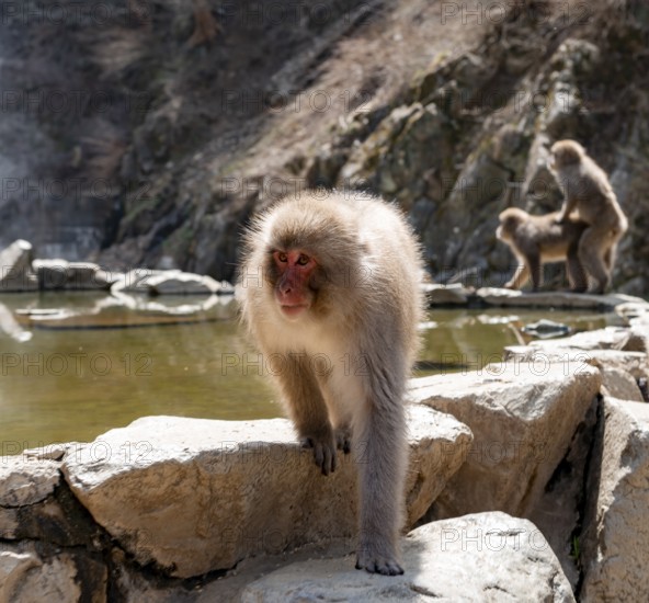 Japanese macaque (macaca fuscata) running on rocks near water, Yamanouchi, Nagano Prefecture,