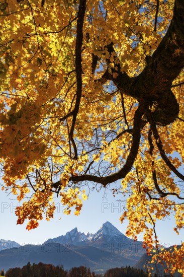 Watzmann under an autumn-colored tree, Bischofswiesen, Berchtesgadener Land, Upper Bavaria,