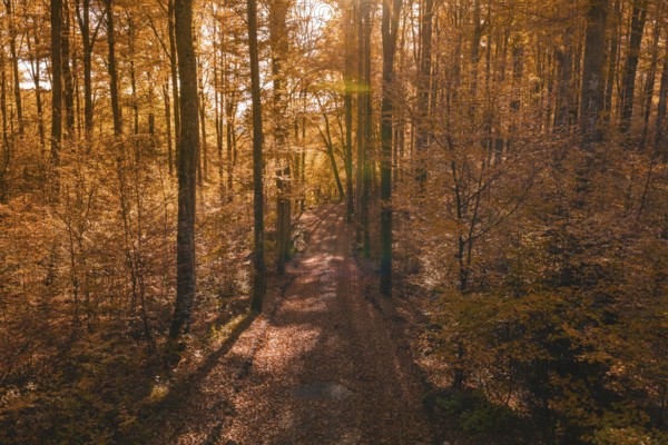 A forest trail in autumn, crisscrossed by warm sunlight and bright leaves, Gechingen, Calw