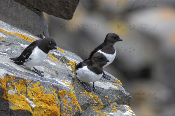 Three little auks, dovekies (Alle alle) perched on rock on top of sea cliff along the Arctic Ocean