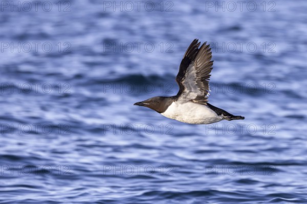 Thick-billed murre, Brünnich's guillemot (Uria lomvia lomvia) flying over sea water of the Arctic