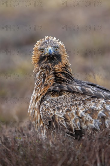 European golden eagle (Aquila chrysaetos chrysaetos) close-up portrait of adult in moorland,