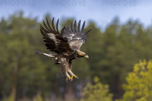 European golden eagle (Aquila chrysaetos chrysaetos) juvenile in flight, landing in moorland,