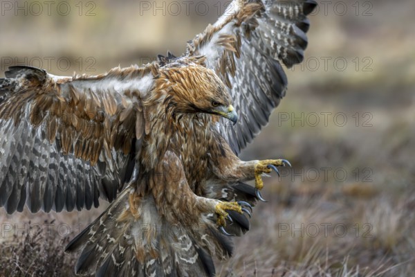European golden eagle (Aquila chrysaetos chrysaetos) adult showing large talons in flight while