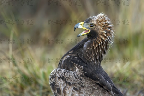 European golden eagle (Aquila chrysaetos chrysaetos) juvenile calling in moorland, heathland in