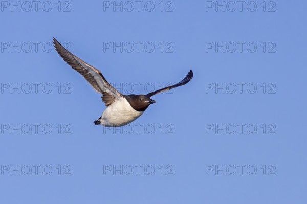 Thick-billed murre, Brünnich's guillemot (Uria lomvia lomvia) flying against blue sky in summer,