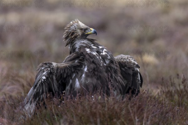 European golden eagle (Aquila chrysaetos chrysaetos) juvenile spreading wings in moorland,