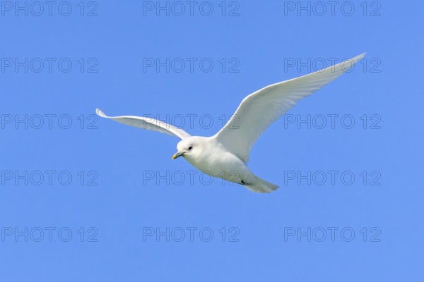 Ivory gull (Pagophila eburnea, Larus eburneus) flying against blue sky along the coast of Svalbard,
