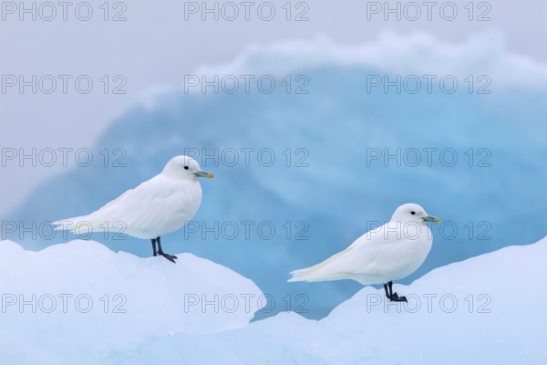 Two ivory gulls (Pagophila eburnea, Larus eburneus) resting on ice floe along the coast of