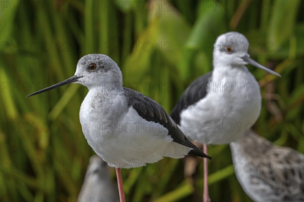 Two black-winged stilts (Himantopus himantopus) foraging in shallow water of pond at wetland