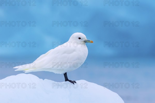 Ivory gull (Pagophila eburnea, Larus eburneus) resting on ice floe along the coast of Svalbard,