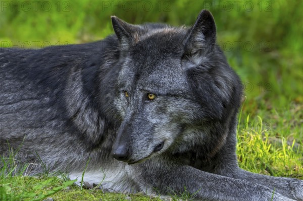 Black Northwestern wolf, Mackenzie Valley wolf, Canadian, Alaskan timber wolf (Canis lupus